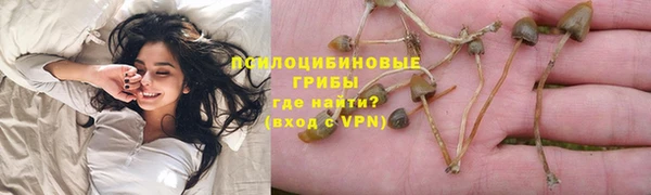 стаф Богданович