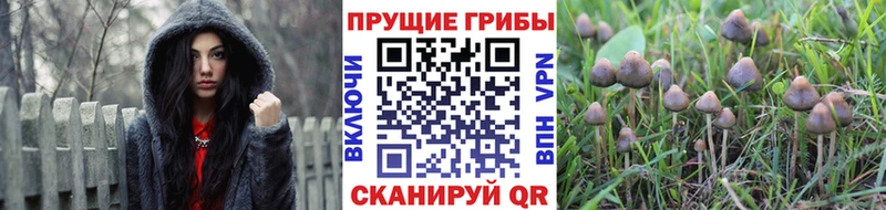 Купить где  Кириши  Псилоцибиновые грибы прущие грибы 